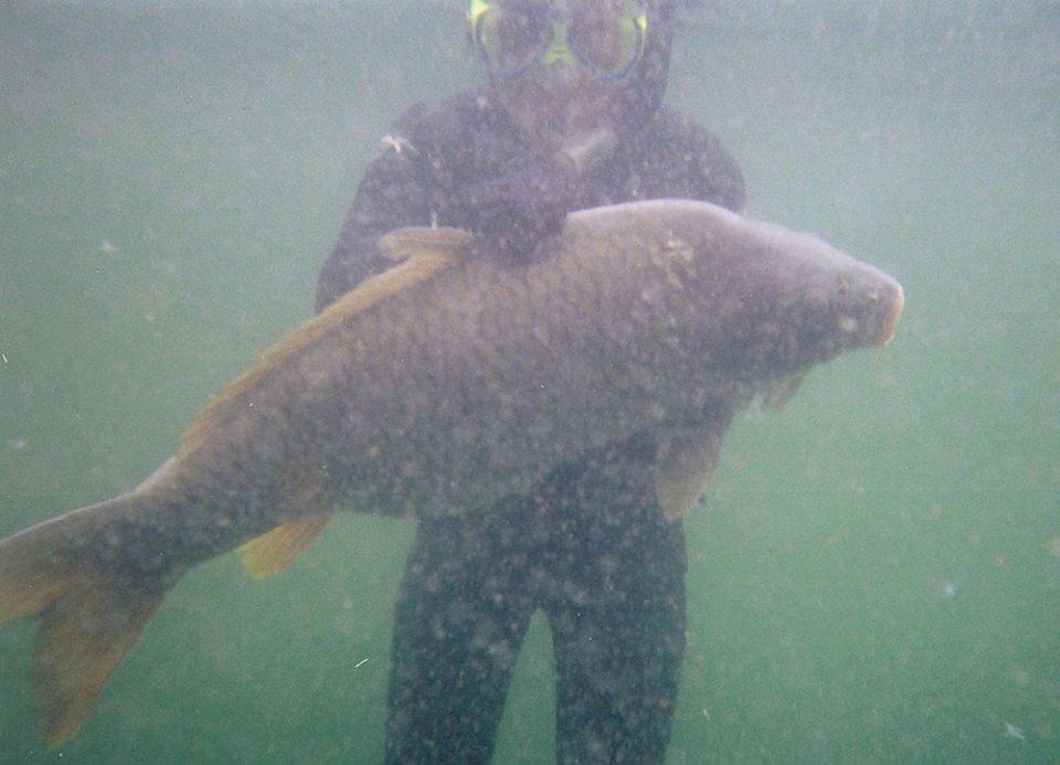 ::::::::- LIKE -::::::